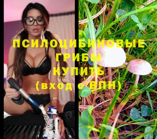 сатива Беломорск